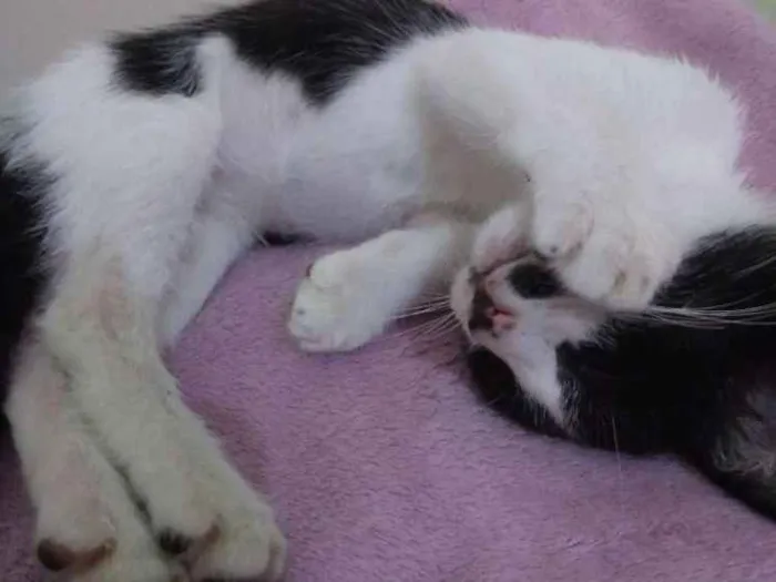 Gato ra a Vira-lata idade 2 a 6 meses nome Frida