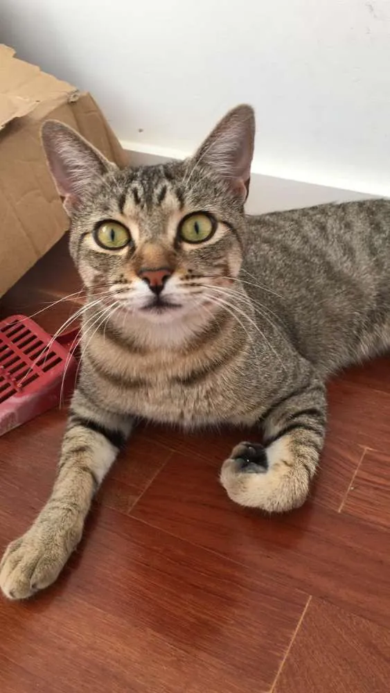 Gato ra a SRD idade 7 a 11 meses nome Bento