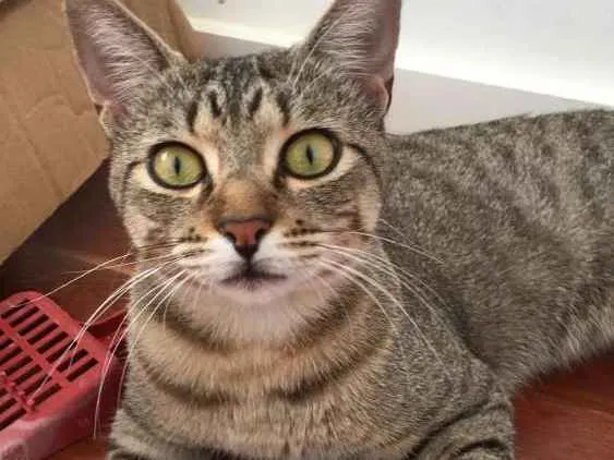 Gato ra a SRD idade 7 a 11 meses nome Bento
