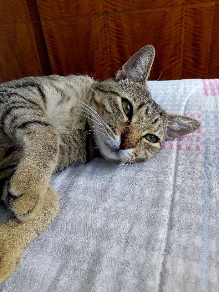 Gato ra a SRD idade 7 a 11 meses nome Bento