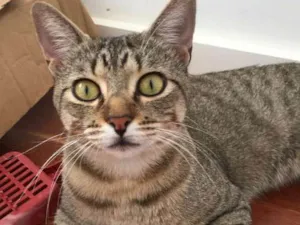 Gato raça SRD idade 7 a 11 meses nome Bento