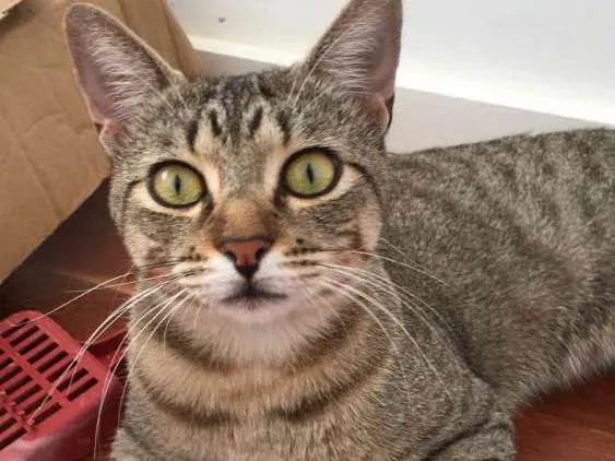 Gato ra a SRD idade 7 a 11 meses nome Bento