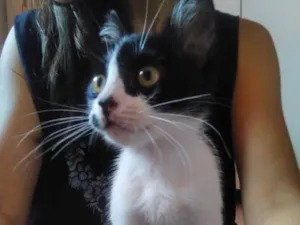 Gato raça Vira-lata idade 2 a 6 meses nome Frida