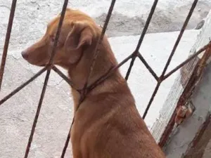 Cachorro raça Viralata idade 2 anos nome Eva 