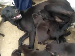 Cachorro raça Vira lata idade 2 a 6 meses nome Trovão