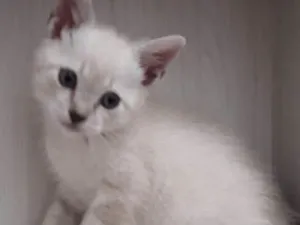 Gato raça Burmilla idade Abaixo de 2 meses nome Simba