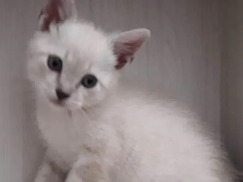 Gato ra a Burmilla idade Abaixo de 2 meses nome Simba