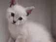 Simba