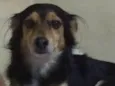 Pepê