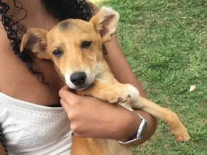 Cachorro raça SRD idade 2 a 6 meses nome Boy 