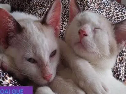 Gato ra a SRD idade 2 a 6 meses nome ROMEU E JULIETA