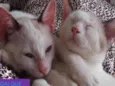 ROMEU E JULIETA