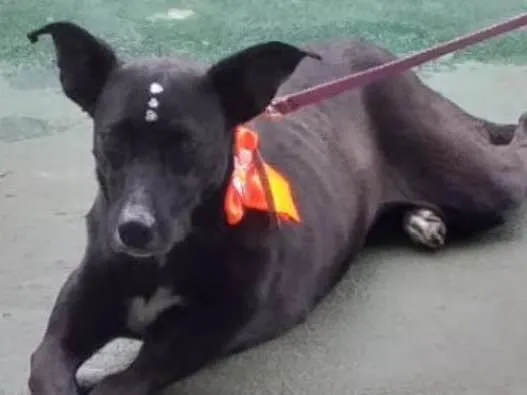 Cachorro ra a SRD  idade 7 a 11 meses nome Vitória 