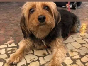 Cachorro raça Mestiça de york idade 1 ano nome Lala 