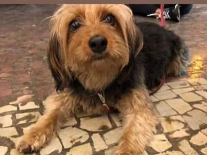 Cachorro ra a Mestiça de york idade 1 ano nome Lala 
