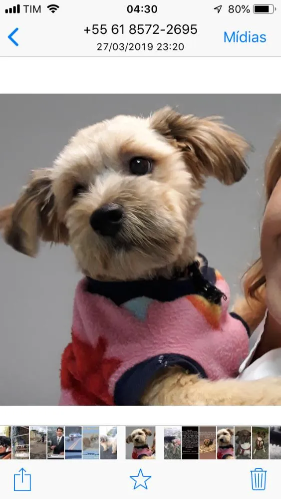 Cachorro ra a Mestiço  idade 7 a 11 meses nome Bidu 