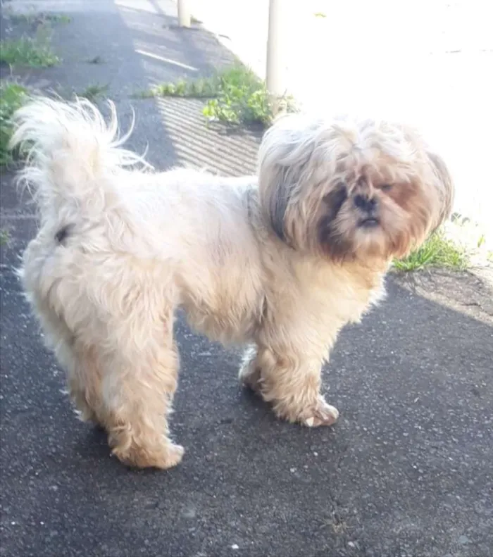 Cachorro ra a Shitszu  idade 1 ano nome Dudu 