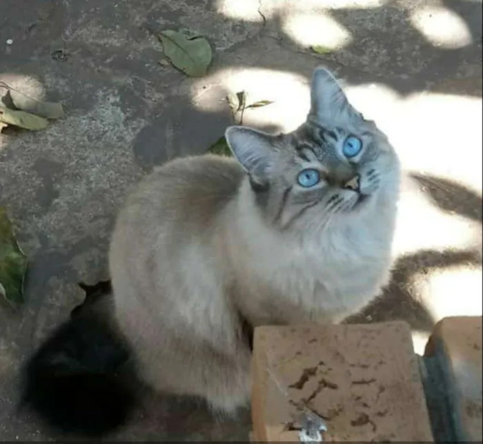 Gato ra a Siamês idade 5 anos nome Alice