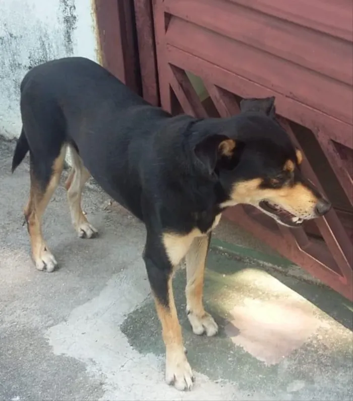Cachorro ra a RSD idade 1 ano nome Paçoca
