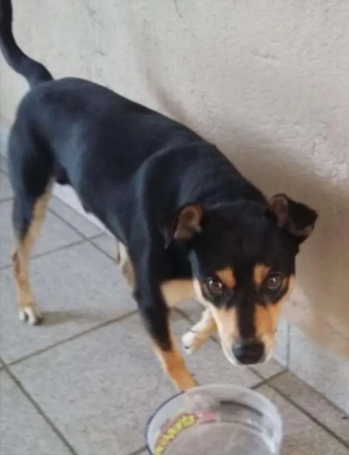 Cachorro ra a RSD idade 1 ano nome Paçoca