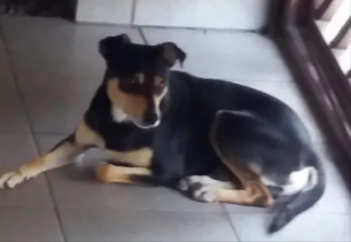 Cachorro ra a RSD idade 1 ano nome Paçoca