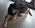 Paçoca
