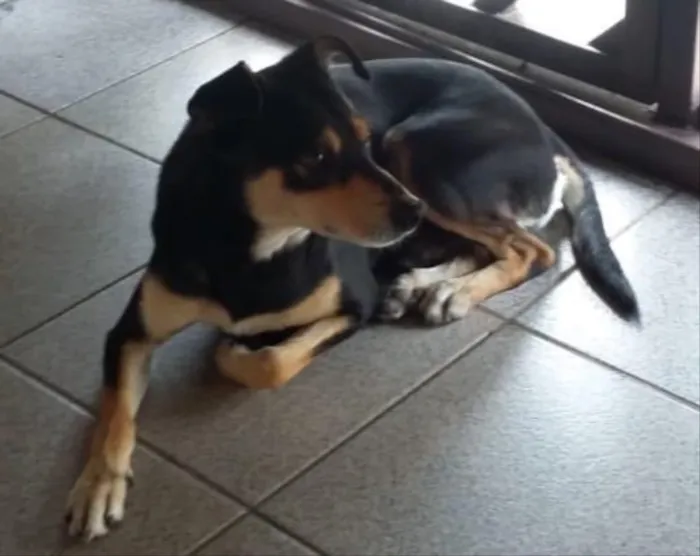 Cachorro ra a RSD idade 1 ano nome Paçoca
