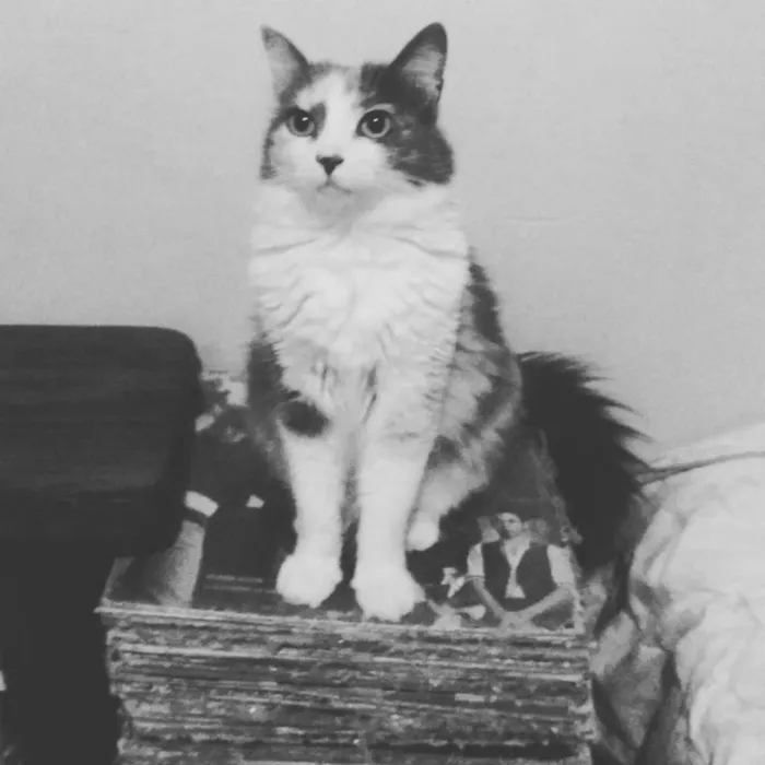Gato raça Srd idade 4 anos nome Trinit e Harry