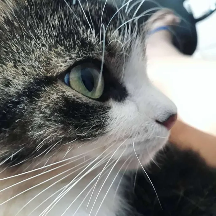 Gato raça Srd idade 4 anos nome Trinit e Harry