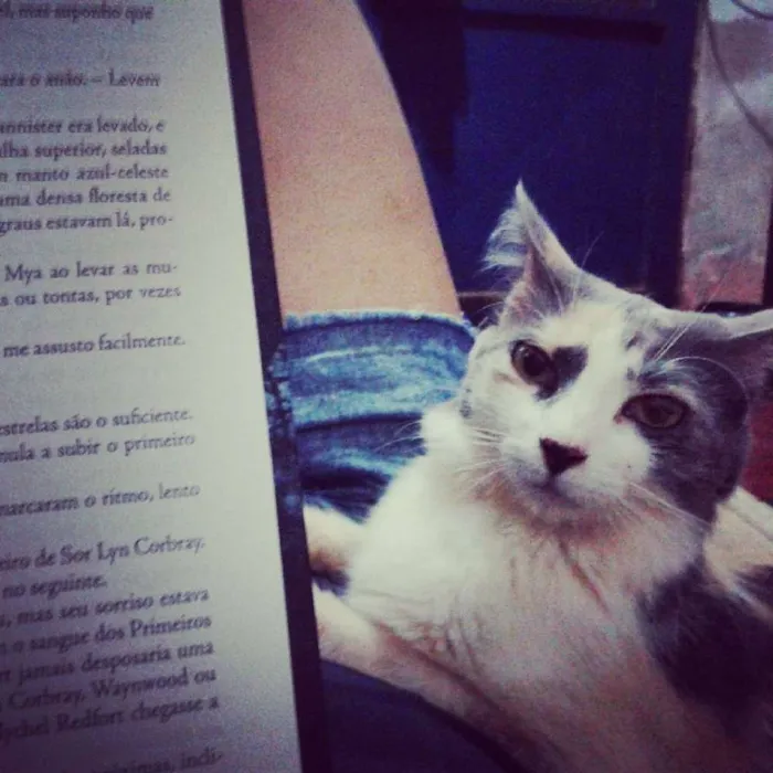 Gato raça Srd idade 4 anos nome Trinit e Harry