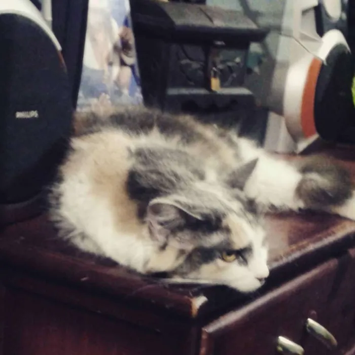 Gato raça Srd idade 4 anos nome Trinit e Harry