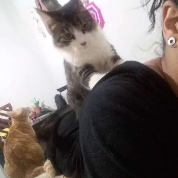 Gato raça Srd idade 4 anos nome Trinit e Harry