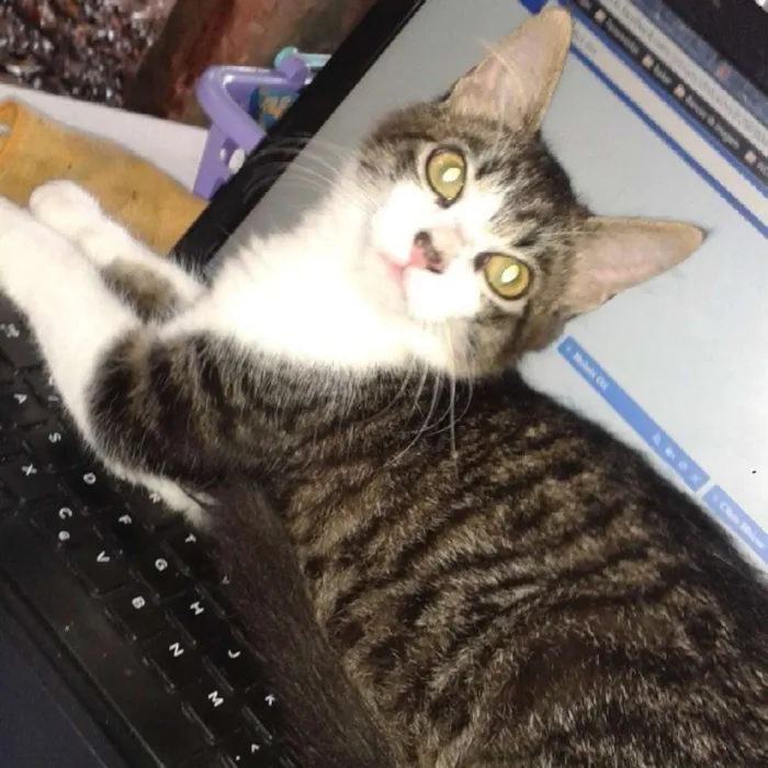 Gato raça Srd idade 4 anos nome Trinit e Harry