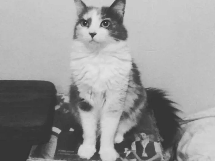 Gato raça Srd idade 4 anos nome Trinit e Harry