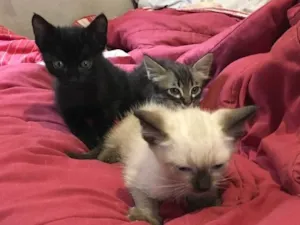 Gato raça  idade  nome Sem nome