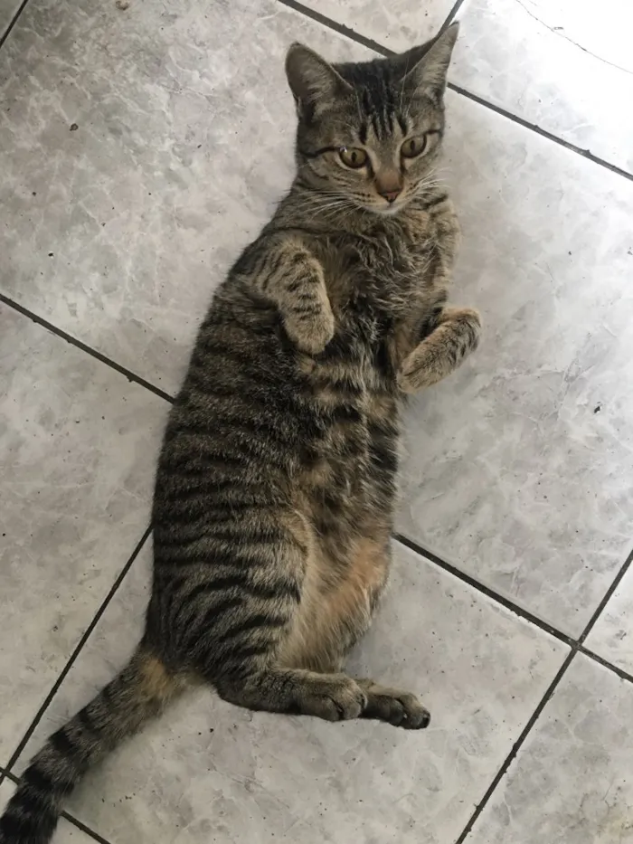 Gato ra a  idade  nome Sem nome