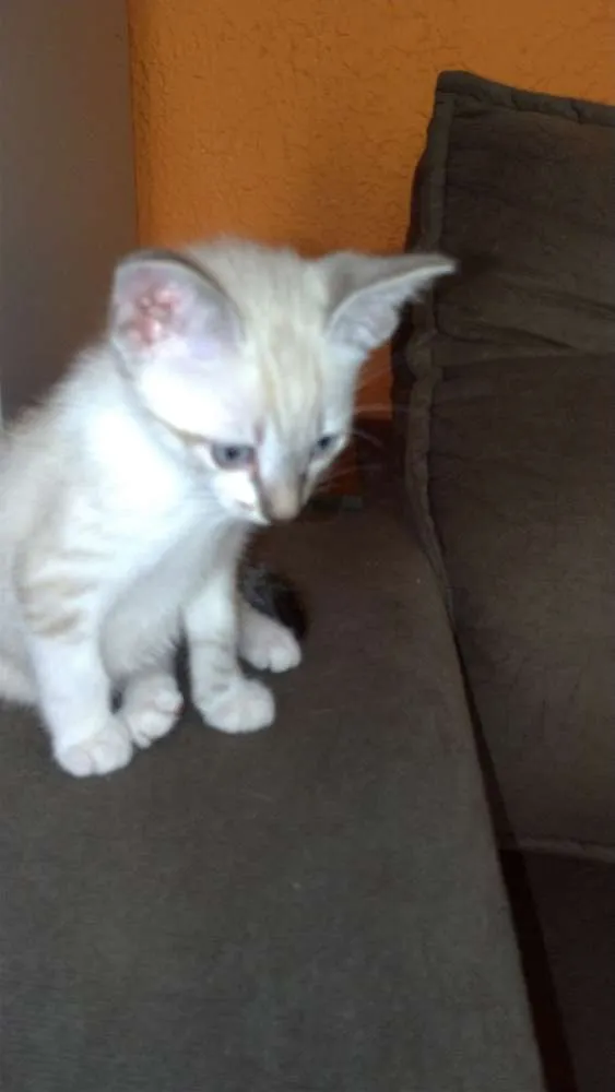 Gato ra a SRD idade 2 a 6 meses nome Não tem
