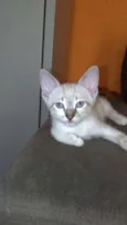 Não tem