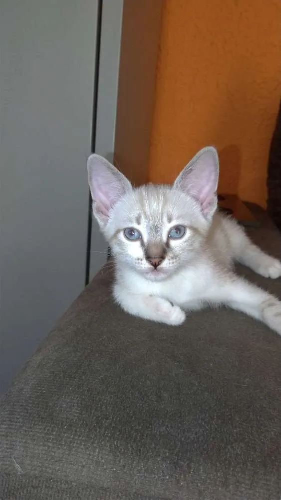 Gato ra a SRD idade 2 a 6 meses nome Não tem