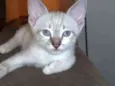Não tem
