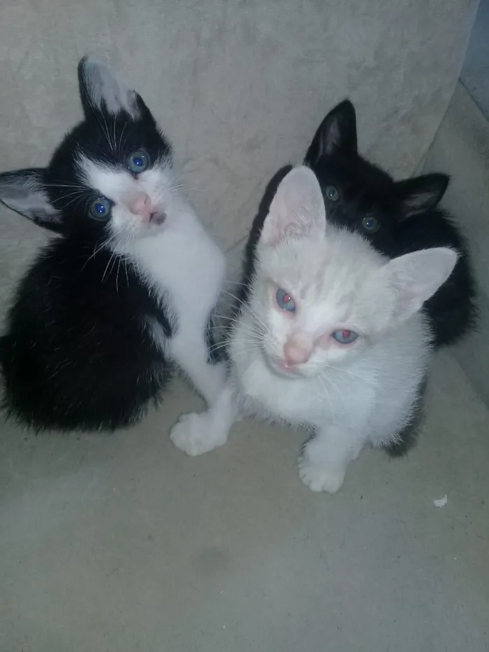 Gato ra a Não sabemos  idade 2 a 6 meses nome Sem nome