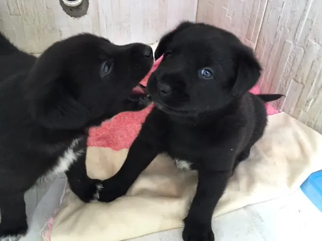 Cachorro ra a mesclado idade Abaixo de 2 meses nome thulin