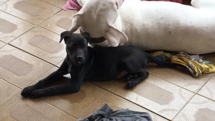 Cachorro ra a Vira lata  idade 2 a 6 meses nome Não tem nome ainda 