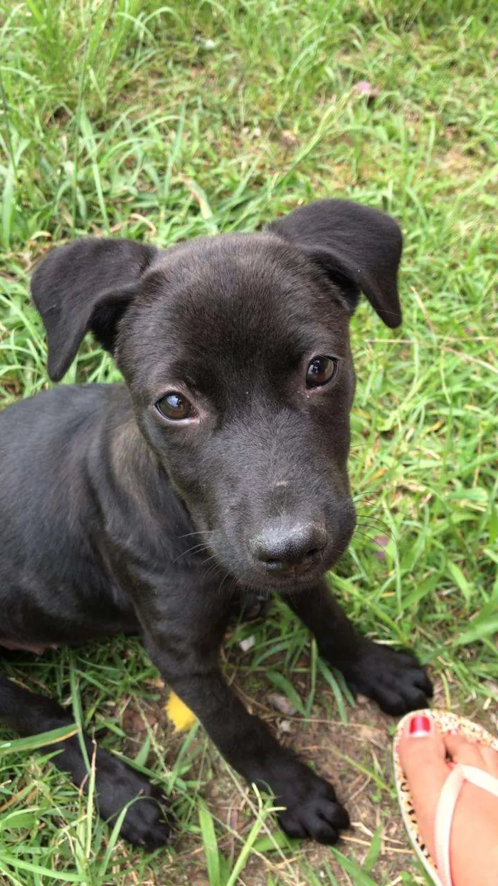 Cachorro ra a Vira lata  idade 2 a 6 meses nome Não tem nome ainda 