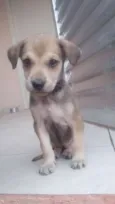 Bela