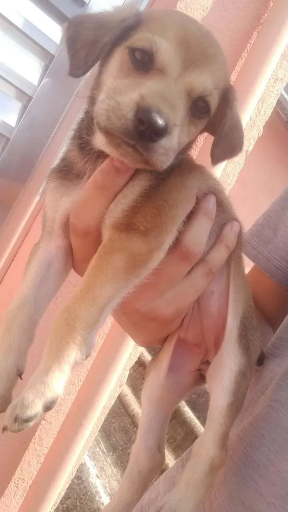 Cachorro ra a Não sei idade 2 a 6 meses nome Bela
