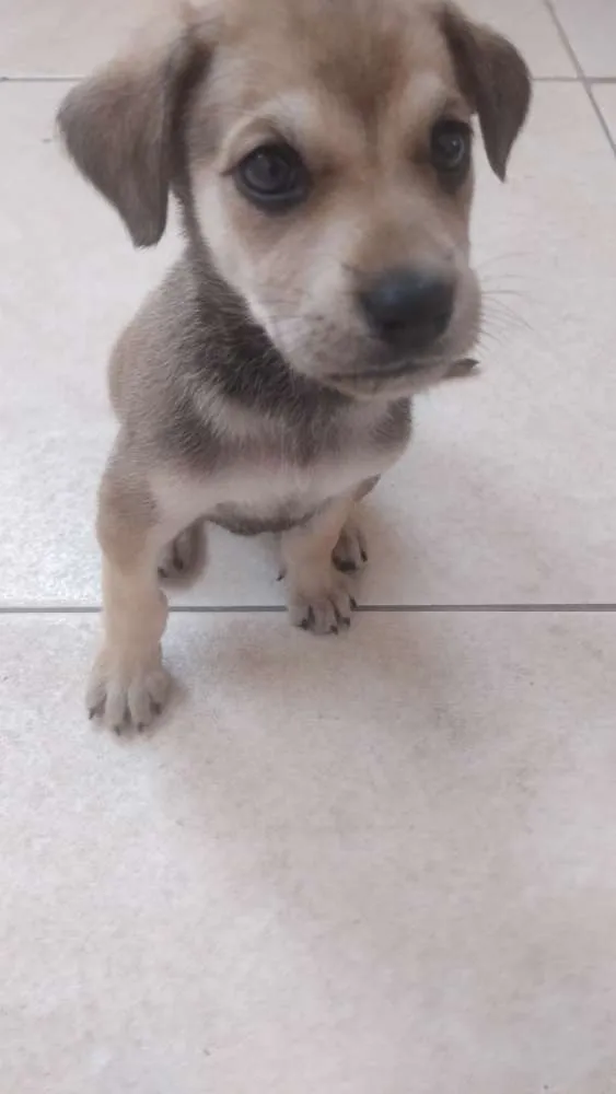 Cachorro ra a Não sei idade 2 a 6 meses nome Bela