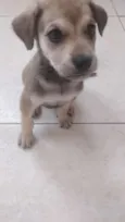 Bela
