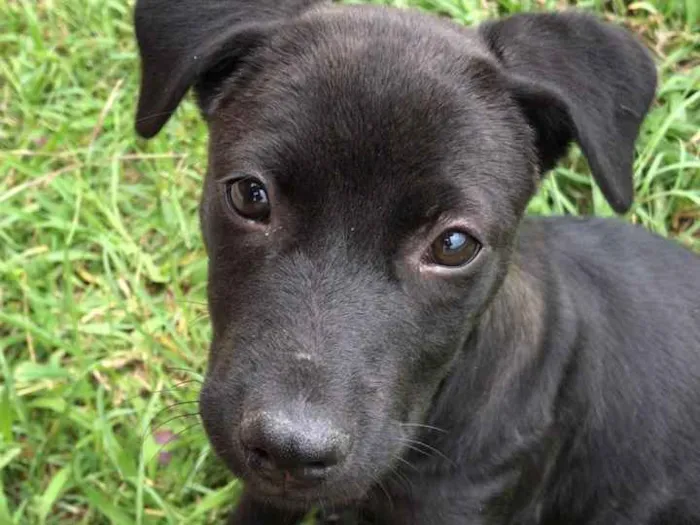 Cachorro ra a Vira lata  idade 2 a 6 meses nome Não tem nome ainda 