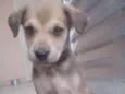 Bela